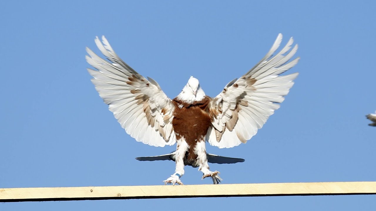 Общие вопросы и переход в Дзен