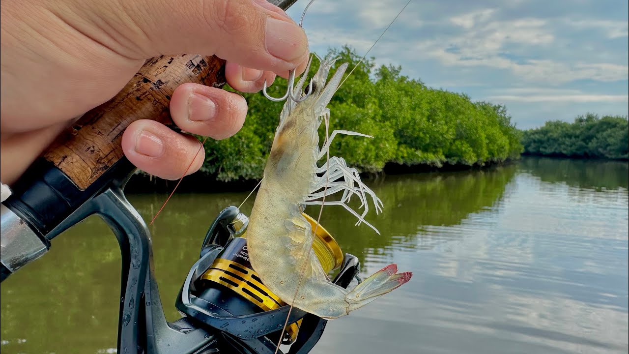 COMO PESCAR con CAMARÓN VIVO || RÓBALOS y PARGOS. 