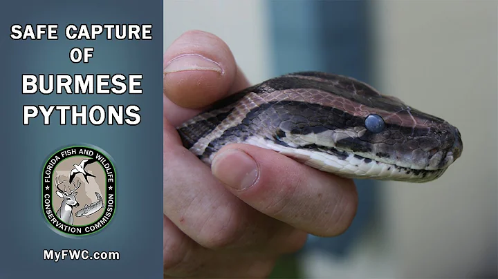 Safe Capture of Burmese Pythons