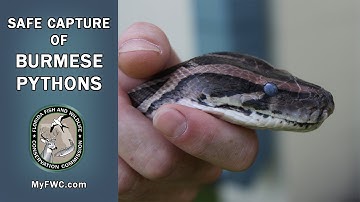 Safe Capture of Burmese Pythons