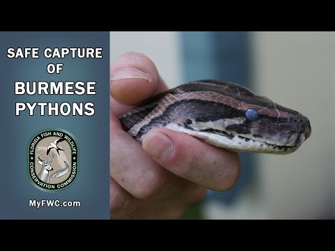 Safe Capture of Burmese Pythons