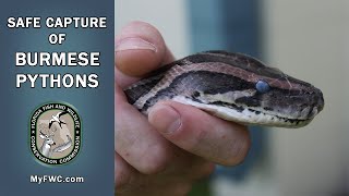 Safe Capture of Burmese Pythons