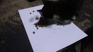 Tricks for weaning kittens and getting cats to drink