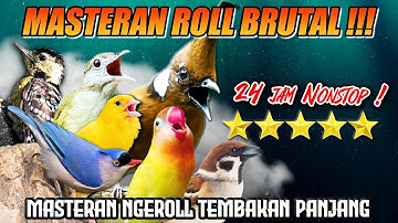 #14 MASTERAN TERBARU TEMBAKAN BURUNG KECIL AUDIO JERNIH | 24 JAM NONSTOP!