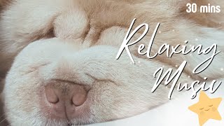 Relaxing Music for Dogs|Soothing music to help with Puppy ANXIETY and STRESS|DogSleepTV by The Wolf and Bears 103 views 11 months ago 30 minutes