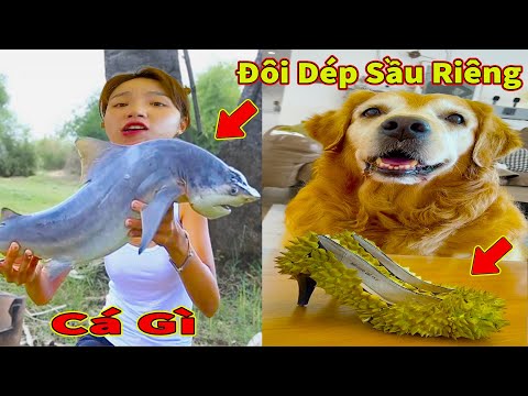 Thú Cưng TV | Gâu Đần và Bà Mẹ #58 | Chó Golden Gâu Đần thông minh vui nhộn | Pets cute smart dog