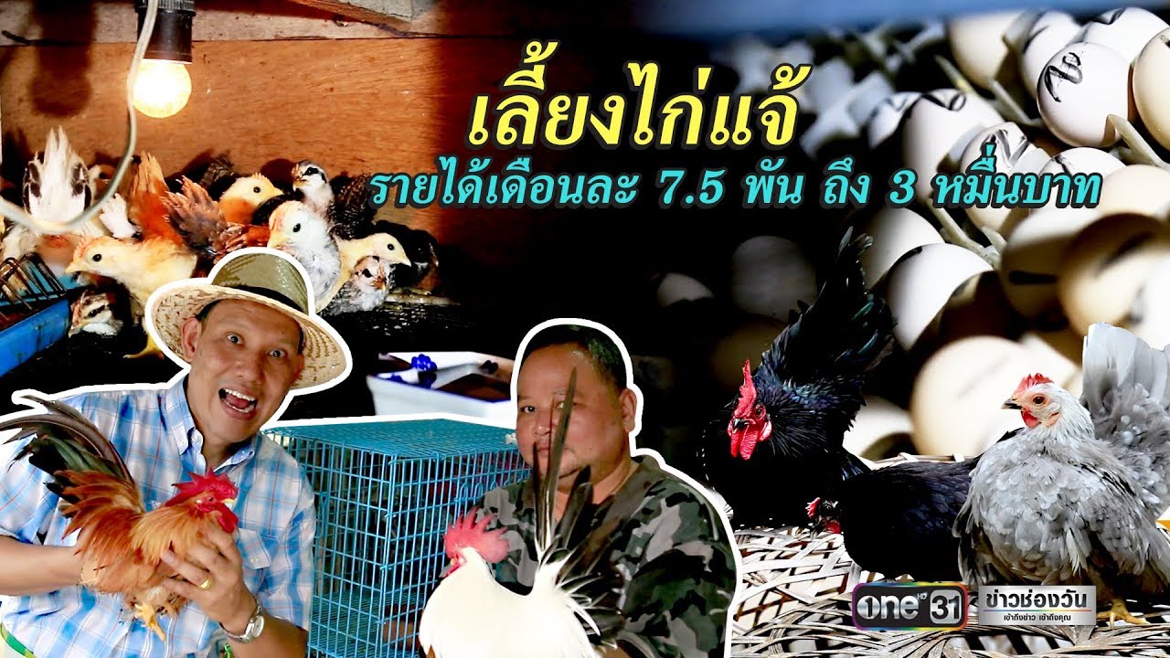 เลี้ยงไก่แจ้ รายได้ 7,500-30,000 บาท เดือน | ข่าวช่องวัน | one31