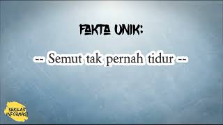 40. Fakta Unik Semut 🐜