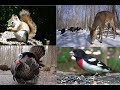 10 Hour Animal Compilation - July 19, 2021