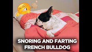Cute French Bulldog Snores and Farts!