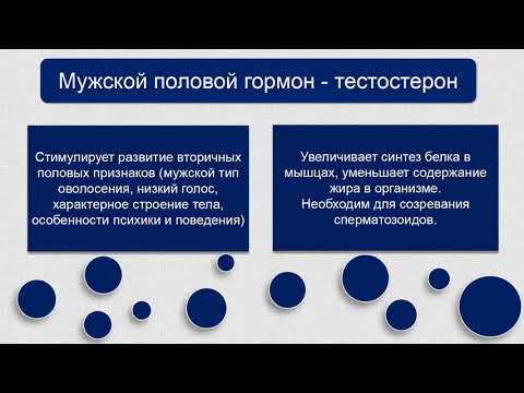 Biology 12+ Железы смешанной секреции - семенники и яичники. Baranciuc Liudmila