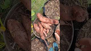 Massively huge sweet potato, completely unexpected. ?
