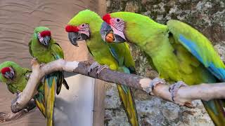 The Great Green (or Buffon's) Macaw at Paradise Park in Cornwall