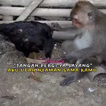 🔴Story WhatsApp Lucu Ayam vs Monyet bekin ngakak keren 2021 / 30 Detik😁