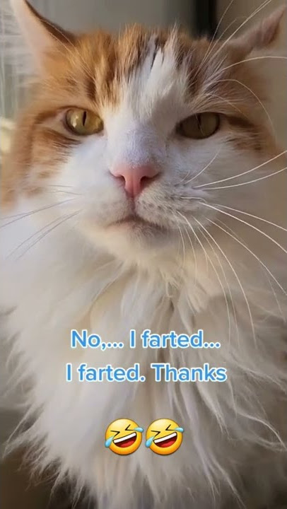 Did you poop? 💩 🤣 #funnyvideos #cat #poop
