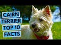 Cairn Terrier - TOP 10 Interesting Facts の動画、YouTube動画。