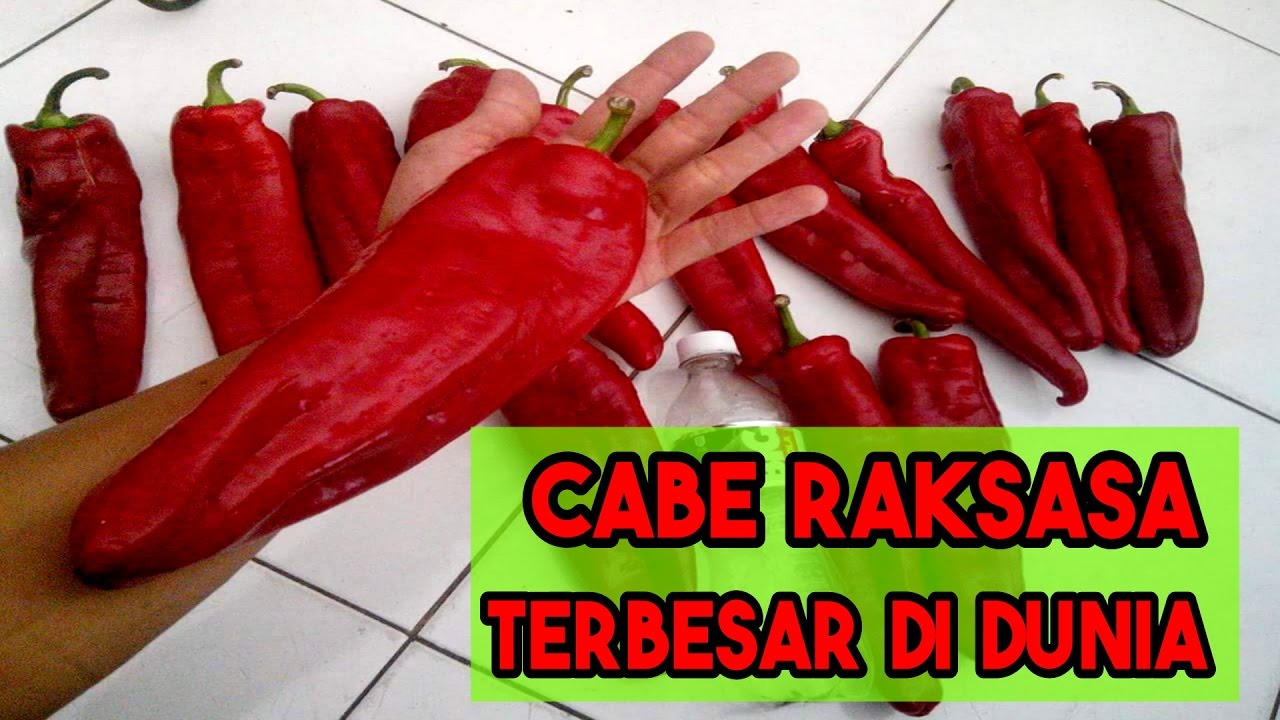 WOW Inilah Cabe Terbesar Di Dunia YouTube