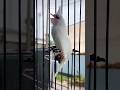 💎Bird Singing🥰 chàomàohót #คนรักนกแดนสะตอ #birds
