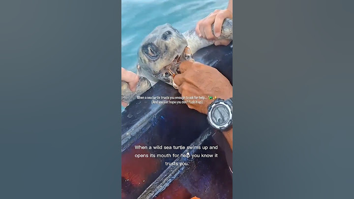 The Day a Turtle Asked for Help #rareanimals #turtle #viralvideo