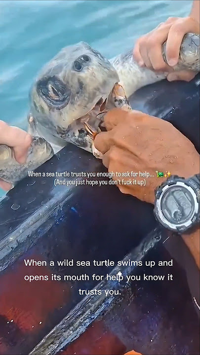 The Day a Turtle Asked for Help #rareanimals #turtle #viralvideo