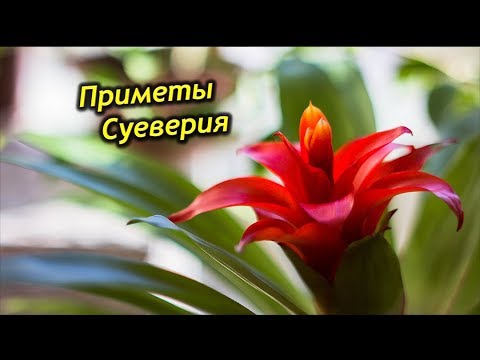 Video: Mimea Ya Ndani Ya Bromeliad (picha 25): Mananasi Bracts Na Maua Ya Bromeliad, Guzmania Na Genera Zingine Na Spishi