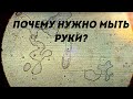 Микробы на руках под микроскопом | Почему нужно мыть руки?