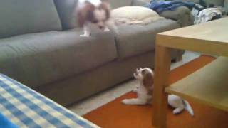 Cavalier play time by Rey 185 views 13 years ago 1 minute, 7 seconds