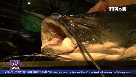 Đồng Tháp bắt được cá lăng nặng 100kg cực hiếm trên sông Tiền