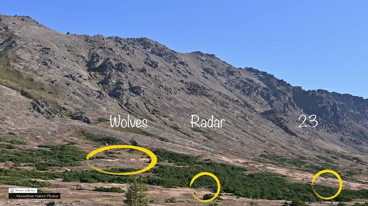 One Injured Bull Moose & 8 WOLVES...What Will Happen? #wildlife #alaska #moose