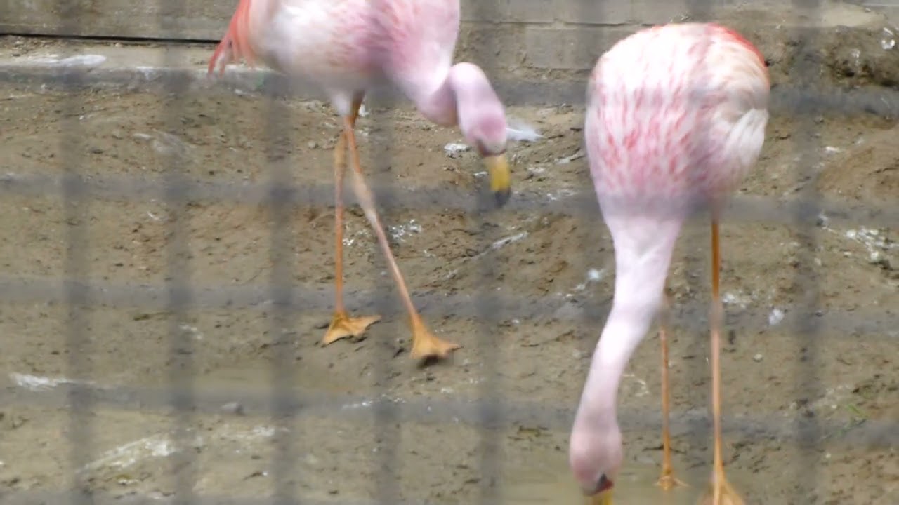 James's flamingo preferred partners (social behaviour)