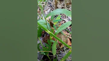 Лесной клоп 🐞