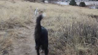 Hiking Dogs: Leia and Vader