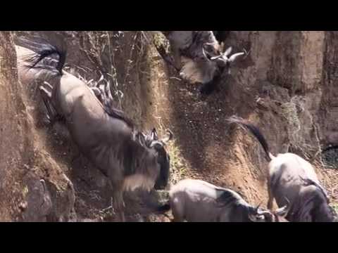 Wildebeest Herd Crossing the Mara River in Tanzania