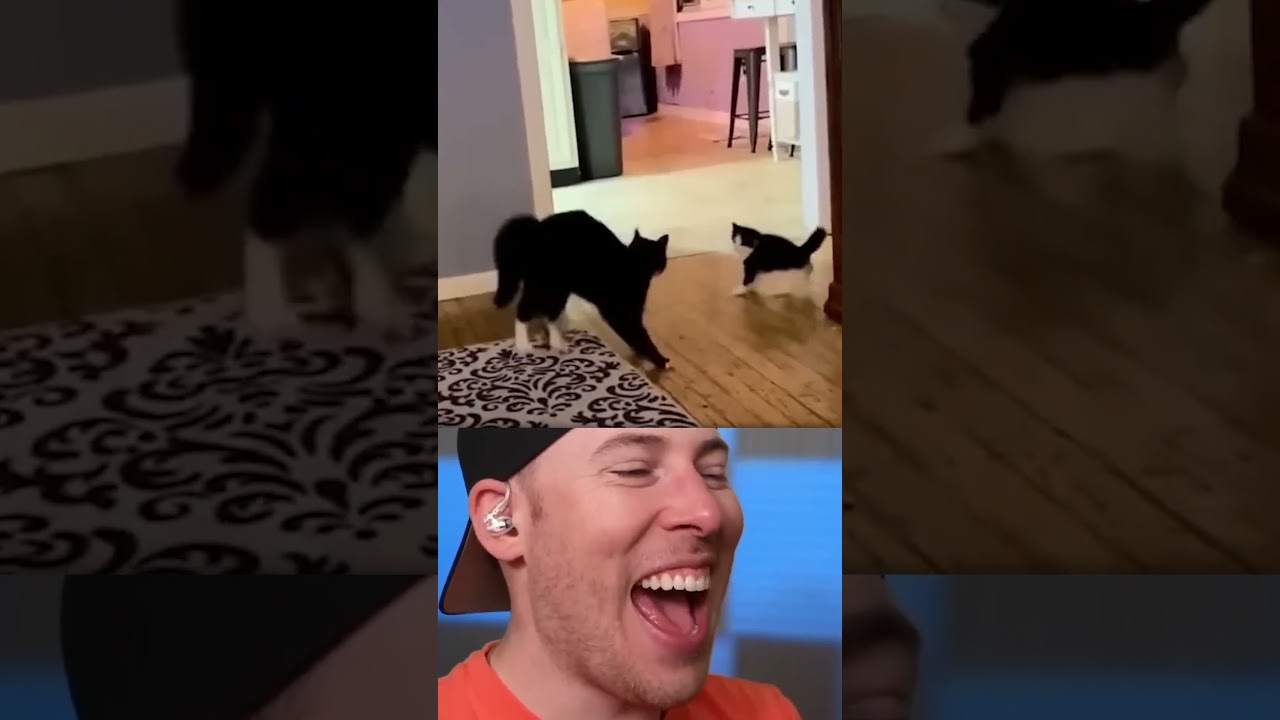 BEST Animals EVER