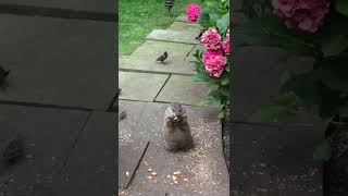 Our chunky groundhog is back to doing what he does best!