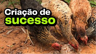 As Melhores Dicas Na Criação De Galinha Caipira Agrocriacao