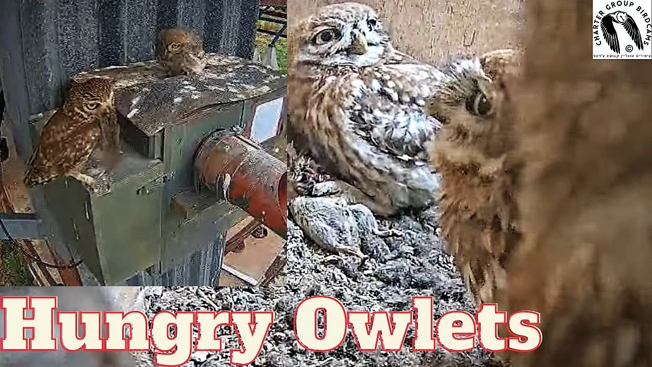 Feeding Time in the Owl Nest Male Little Owl's Surprise Gift for