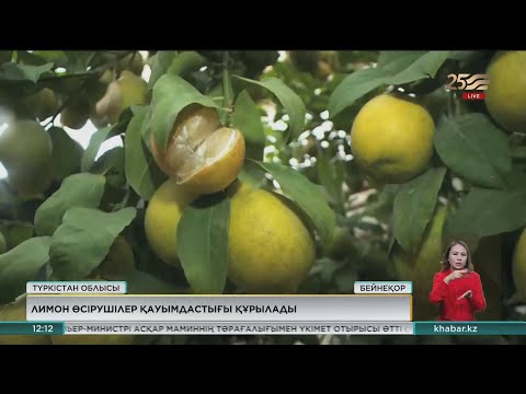 Бейне: Алхоры «Президент» сорты – Президент алхоры жемісін өсіру шарттары