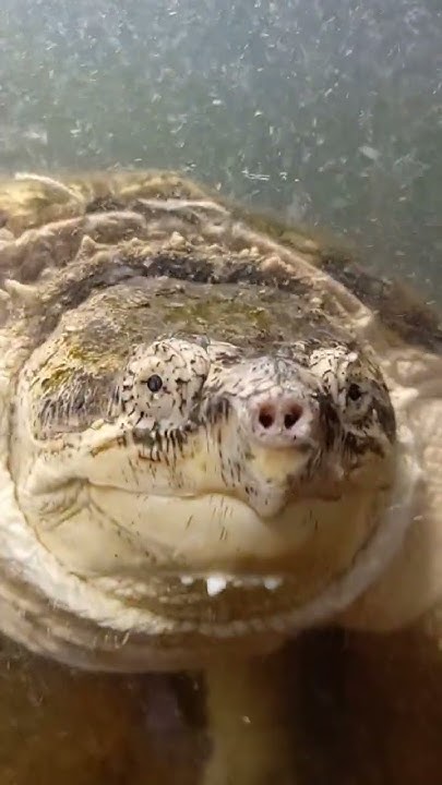 Грифова черепаха 🐢 #черепаха #turtle #tortoise #animals # short - YouTube