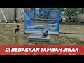 Jalak Kebo Jinak Mandi Diluar Kandang