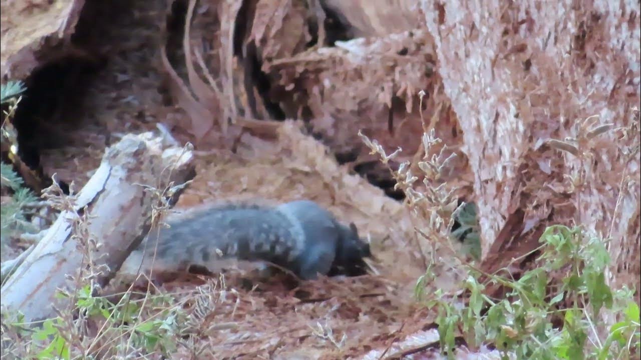 A squirrel stripping bark off a fallen sequoia tree Yosemite National