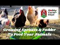 Growing sprouts  fodder to feed your livestock  poultry