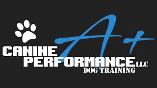A+ Canine Performance, LLC - Doggie Boot Camp