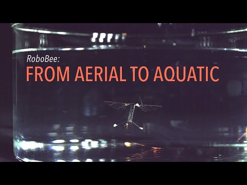 RoboBee: From Aerial To Aquatic