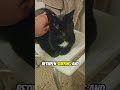 Cat Questions #stateofkansass #cat #funnycats #shortsfeed #funny #funnypets #short #shorts #silly