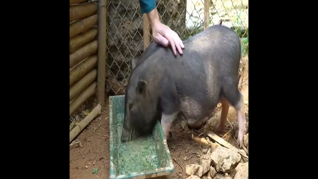 Teen Mom’s Incredible Skill: Catching Massive Fish With Old-World Techniques