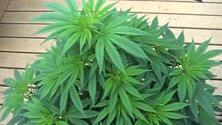 2011 outdoor grow.AVI