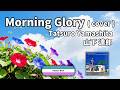 モーニング・グローリー / 山下 達郎(カバー)/ Morning Glory / Tatsuro Yamashita