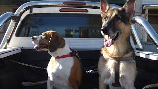 how to sucure your dogs in a ute