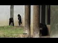 Fubuki and Sakura   Fubuki and Decky  フブキとサクラ　フブキとデッキー　Chimpanzee   Tama Zoological Park